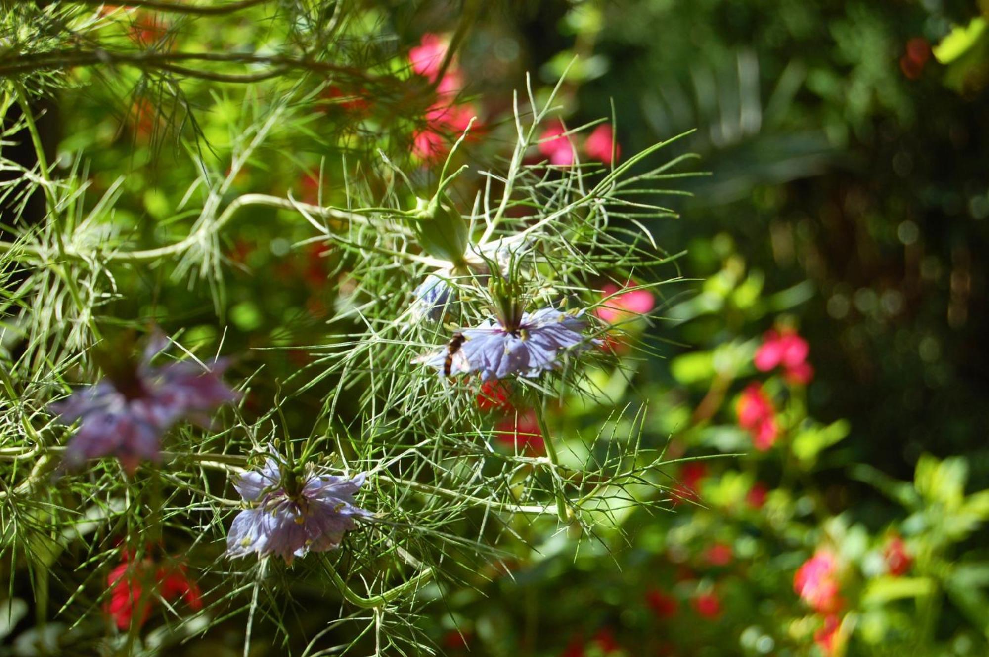 La Bucolique, Chambres Et Jardin D'Hotes Sabran ภายนอก รูปภาพ